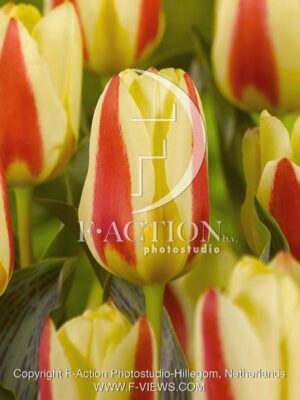 botanic stock photo Tulipa