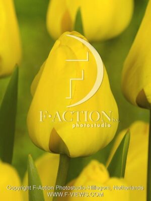 botanic stock photo Tulipa