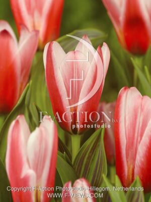 botanic stock photo Tulipa