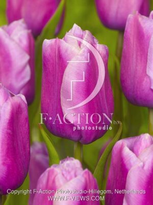 botanic stock photo Tulipa