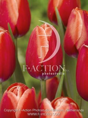 botanic stock photo Tulipa