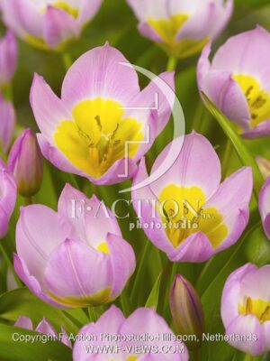 botanic stock photo Tulipa