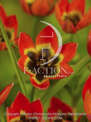 botanic stock photo Tulipa