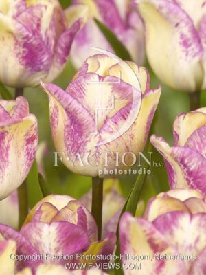 botanic stock photo Tulipa