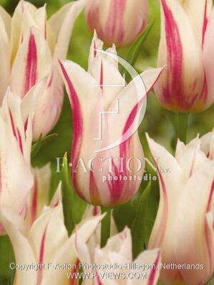 botanic stock photo Tulipa
