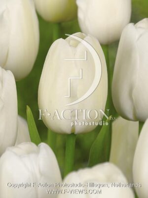 botanic stock photo Tulipa
