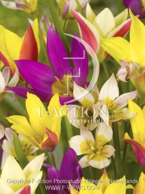 botanic stock photo Tulipa