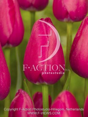botanic stock photo Tulipa