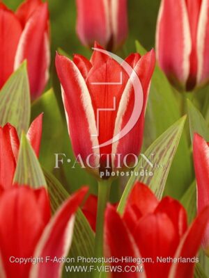 botanic stock photo Tulipa
