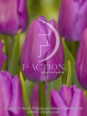 botanic stock photo Tulipa