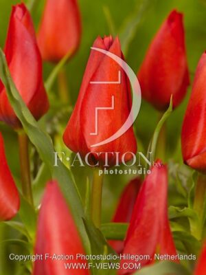 botanic stock photo Tulipa