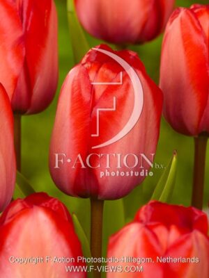 botanic stock photo Tulipa