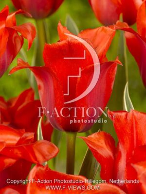 botanic stock photo Tulipa
