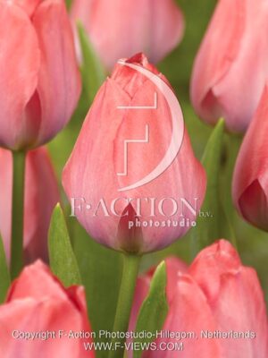botanic stock photo Tulipa