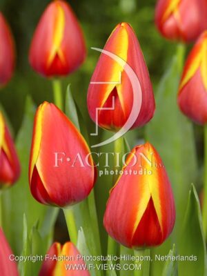 botanic stock photo Tulipa