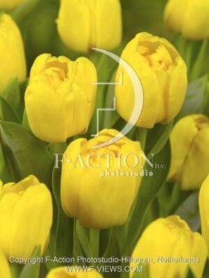 botanic stock photo Tulipa