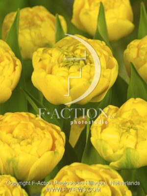 botanic stock photo Tulipa