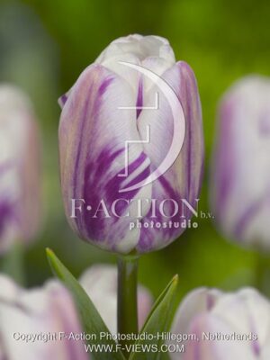 botanic stock photo Tulipa