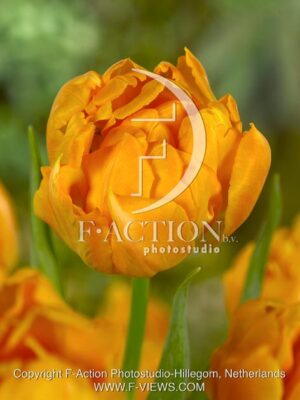 botanic stock photo Tulipa
