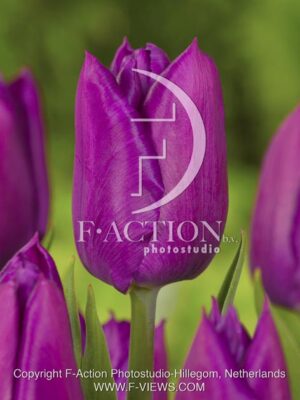 botanic stock photo Tulipa