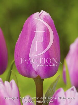 botanic stock photo Tulipa