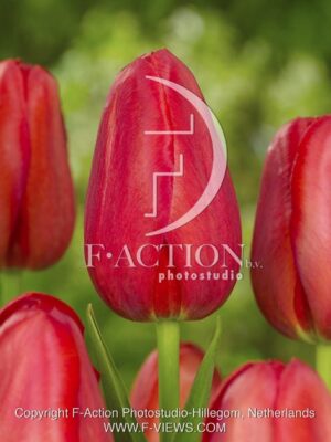 botanic stock photo Tulipa