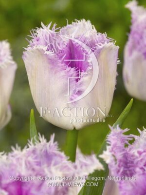 botanic stock photo Tulipa