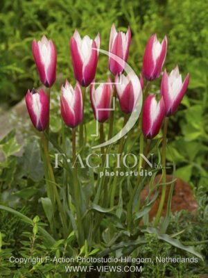 botanic stock photo Tulipa