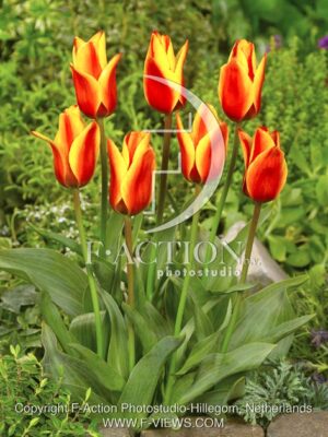 botanic stock photo Tulipa