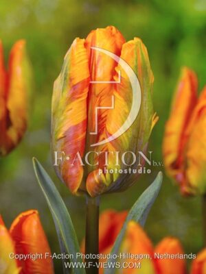 botanic stock photo Tulipa