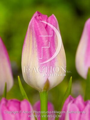 botanic stock photo Tulipa