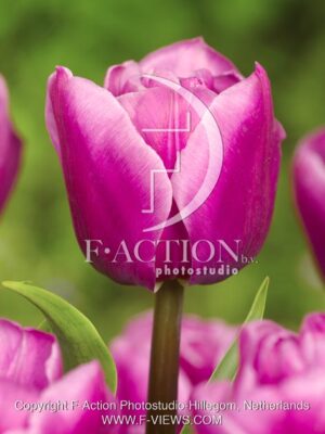 botanic stock photo Tulipa