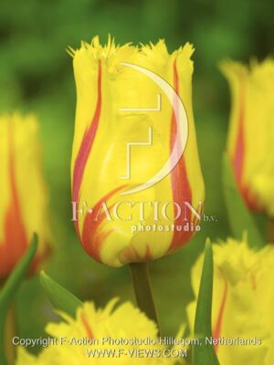 botanic stock photo Tulipa