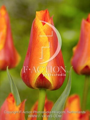 botanic stock photo Tulipa