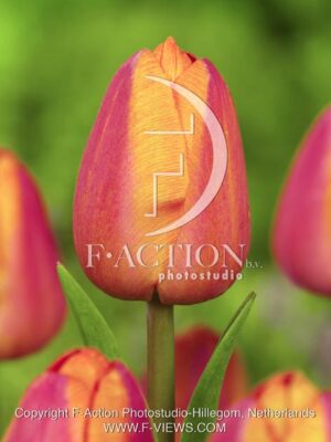 botanic stock photo Tulipa