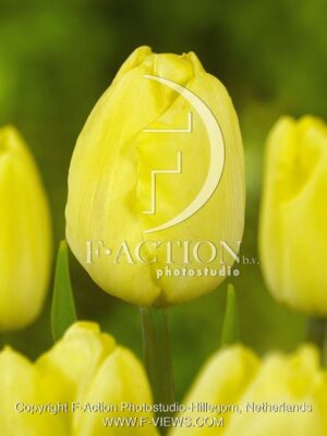 botanic stock photo Tulipa