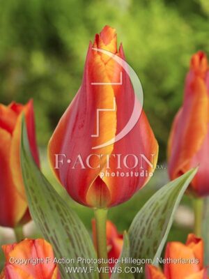 botanic stock photo Tulipa