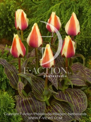 botanic stock photo Tulipa