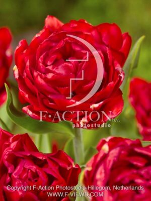 botanic stock photo Tulipa