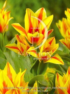 botanic stock photo Tulipa
