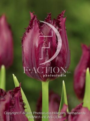 botanic stock photo Tulipa