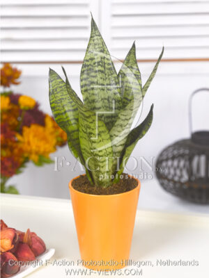 botanic stock photo Sanseveria