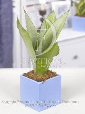 botanic stock photo Sanseveria