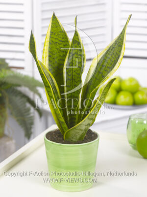 botanic stock photo Sanseveria