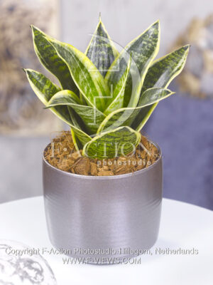 botanic stock photo Sanseveria