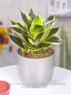 botanic stock photo Sanseveria