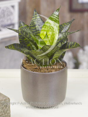 botanic stock photo Sanseveria
