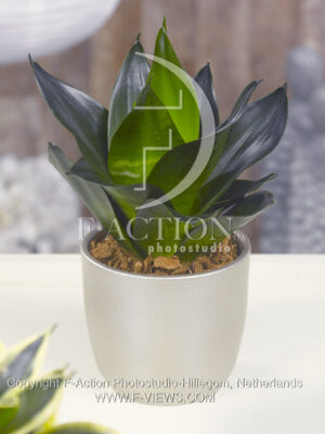 botanic stock photo Sanseveria