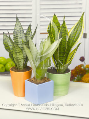 botanic stock photo Sanseveria
