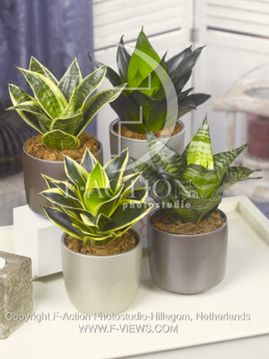 botanic stock photo Sanseveria
